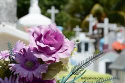 Leben aus dem Tod Leben aus dem Tod