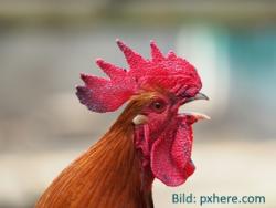 Hahn Ludwig musste Nittendorf verlassen Hahn Ludwig musste Nittendorf verlassen