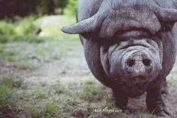 Rübenschwein Rübenschwein